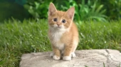 Вбивця черв'яків: dronal для кішок