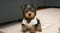 Догляд за йорками