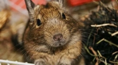 Догляд та обслуговування чилійського білка дегу