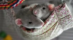 Догляд та зміст декоративних мишей вдома