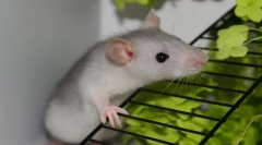 Догляд та обслуговування домашнього декоративного щура