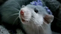 Догляд та обслуговування домашніх декоративних щурів