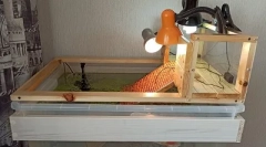 Догляд та вміст червонуватої черепахи вдома