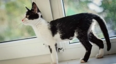 Догляд за виснаженим кіт