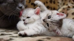 Годуючий кіт і кошенят