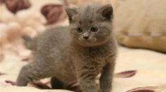 Догляд за кошеня