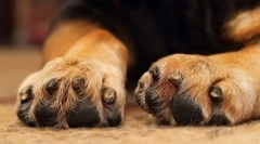 Догляд за лапами