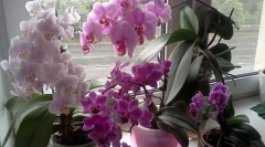 Догляд орхідей