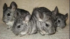 Догляд за шиншилою