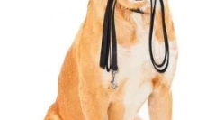 Догляд за собакою