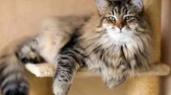 Догляд за дорослої кішки