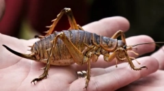 Західний гігант