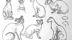 Українська летка - екзотичний вихованець