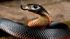 Укус отруйної змії та сприяння жертві