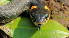 Вкусити надовіт змію