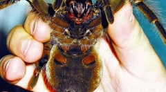 Кусати павук