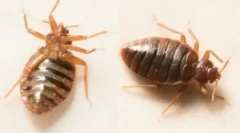 Сліпий укуси на тілі дитини