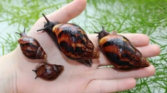 Ахатіна равлики, ніж корисна і яка шкода людині