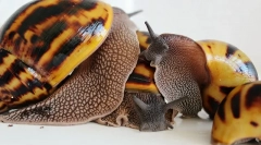 Равлики ахатіна відтворення вдома, укладання яєць, догляд за потомством