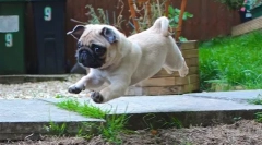 Ups, pug: найсмішніша фото та відео