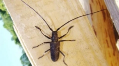 Усачі, зернові та сердечники