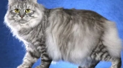 Вуса-смугасті: домашні кішки з таббі