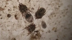 Вік: огляд найпопулярніших крапель