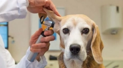 Вушні інфекції