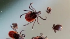 Умови виживання кліщів взимку