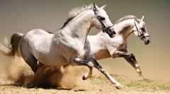 Ділення жеребця