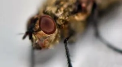 Ліквідація набряку та свербіння після укусу midge