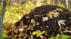 Пристрій та сільське господарство