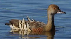 Дерев'яна качка