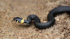 Помаранчевий