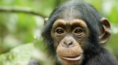 Чи будуть тварини знають себе в дзеркалі?