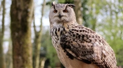 Яка різниця між совами з філіну