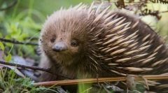 Що таке таємниця ехіру?