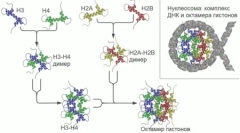 У геномів ссавців виявлено сотні раніше невідомих генів