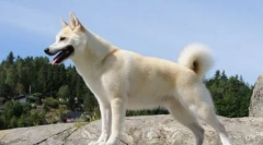 У якій країні собака була президентом і це правда