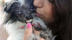 Конкуренція серед найбільш потворних собак відбувся у каліфорнії (12 фото)