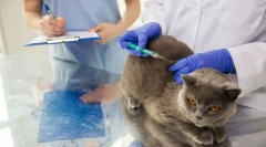 Вакцинація кішки