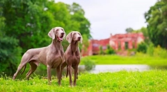Weimaraner (фото): найкращий друг справжнього мисливця