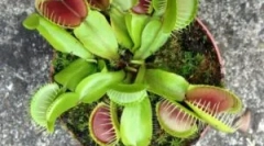 Венелерія мухоловка - квітка, яка їсть комах