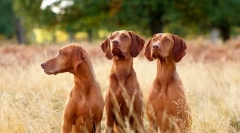 Угорський підняв (фото): lovely hunter з яскравим виглядом