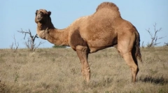 Верблюд-дромедр