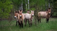 Повернувшись до життя: тварини, які вважалися вимерлими, а потім знайшли