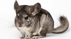 Вага та розмір шиншили, таблиця розробки протягом декількох місяців