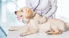 Ветеринарна інспекція