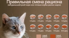 Ветеринарний (зцілення) котячий корм