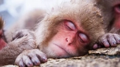 Будуть тварини бачити мрії?